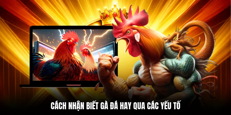 Cách nhận biết gà đá hay qua các yếu tố